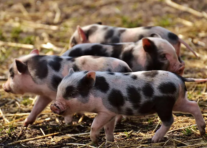 Haus Manfred Appartement Sankt Jakob in Haus